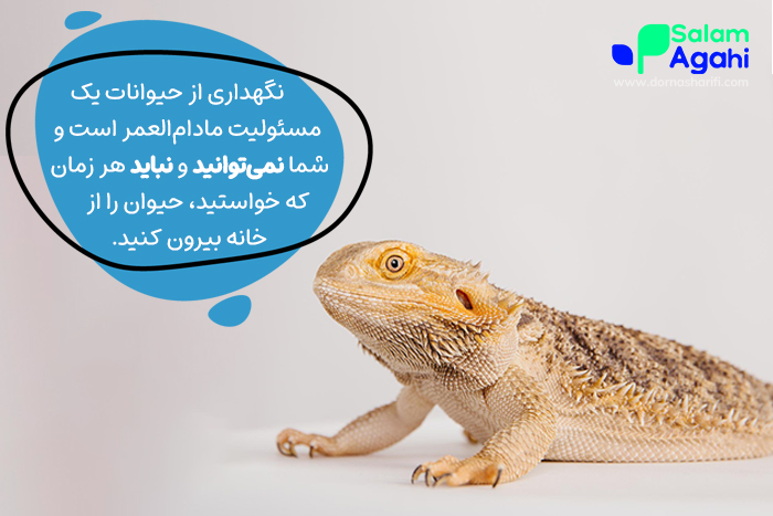 آوردن حیوان خانگی برای کودکان یک مسئولیت مادام‌العمر است.